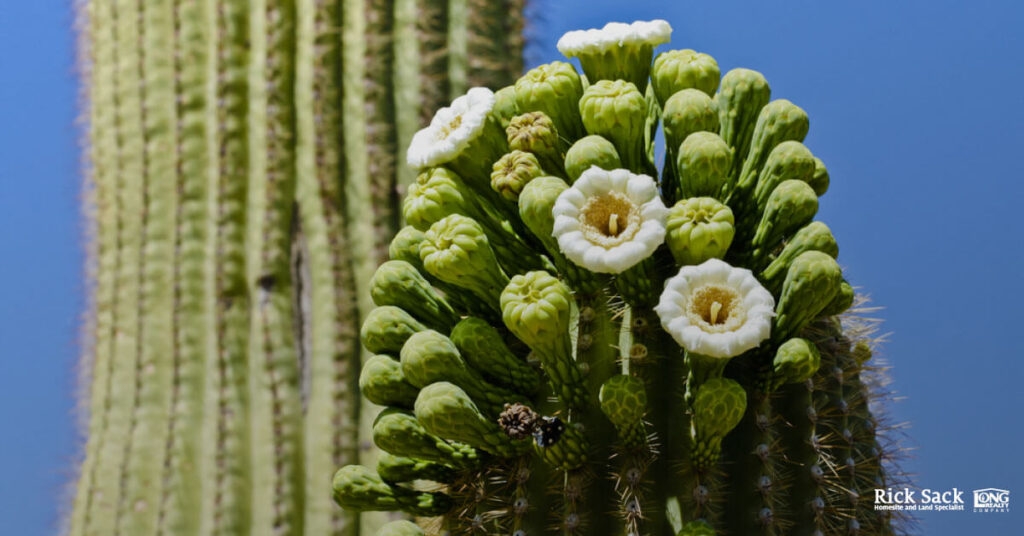 Mark Your Calendar! Spring Events in Tucson