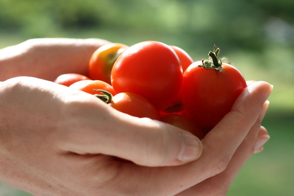 Tucson CSAs Meet Your Growing Needs