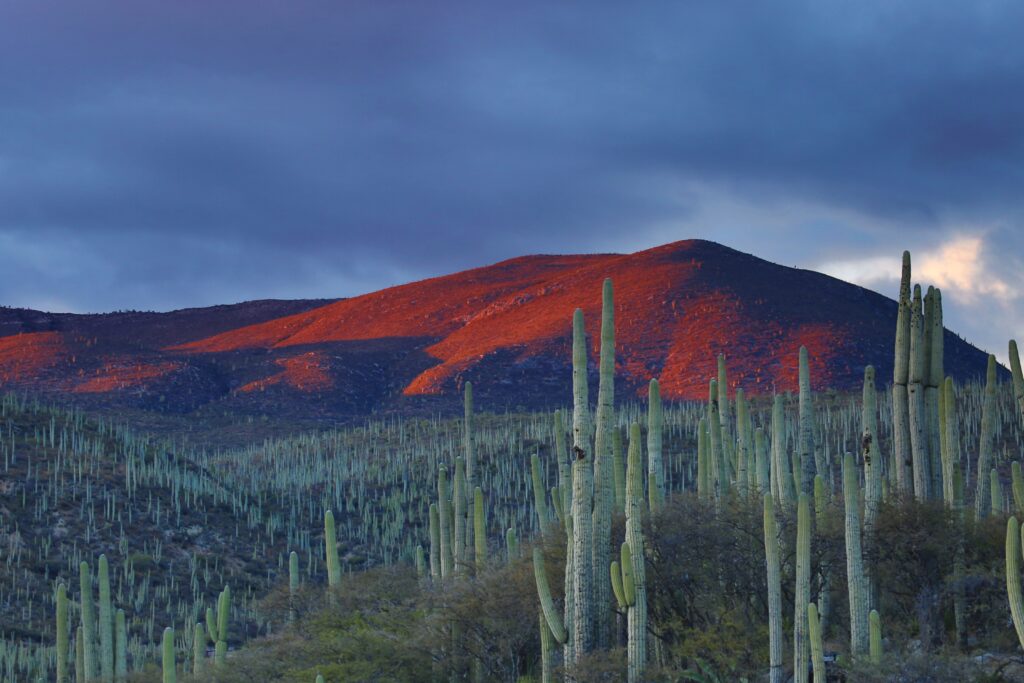 Four Tips for Creating Your Ideal Arizona Desert Garden