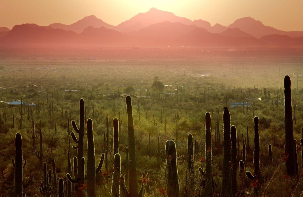 Wildlife and Washes: The Beauty of Living On Tucson Land