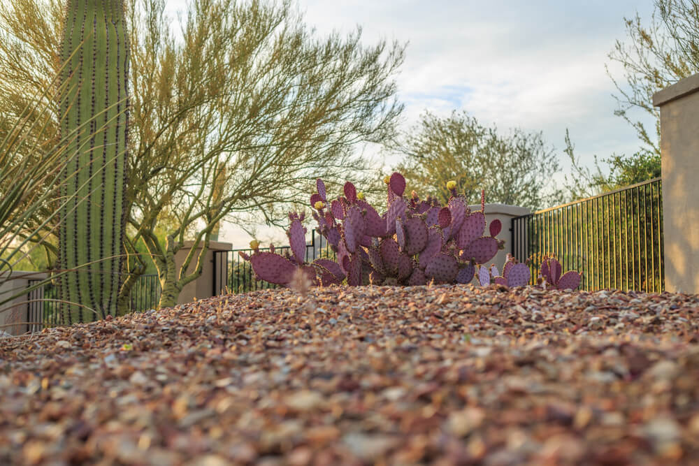 4 Desert Backyards to Die For