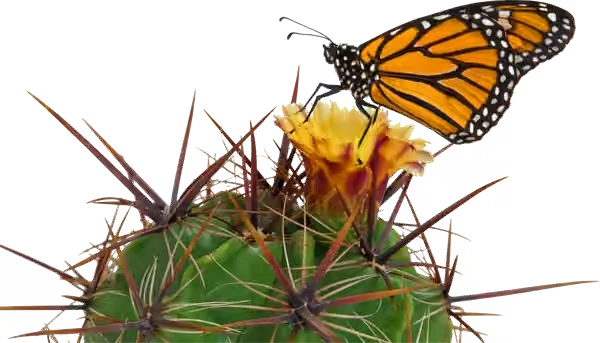 Monarch butterfly on a blooming barrel cactus